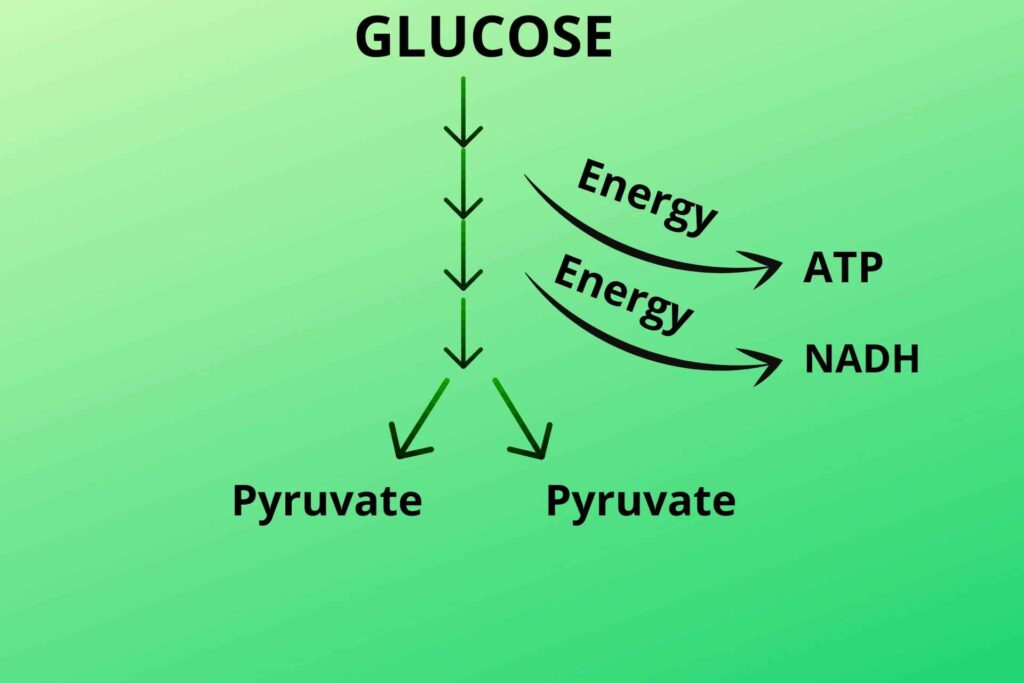 give you an account of glycolysis, where does it occur