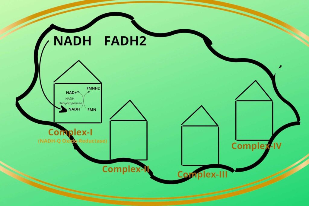 Complex-I (NADH-Q-Oxido-Reductase)