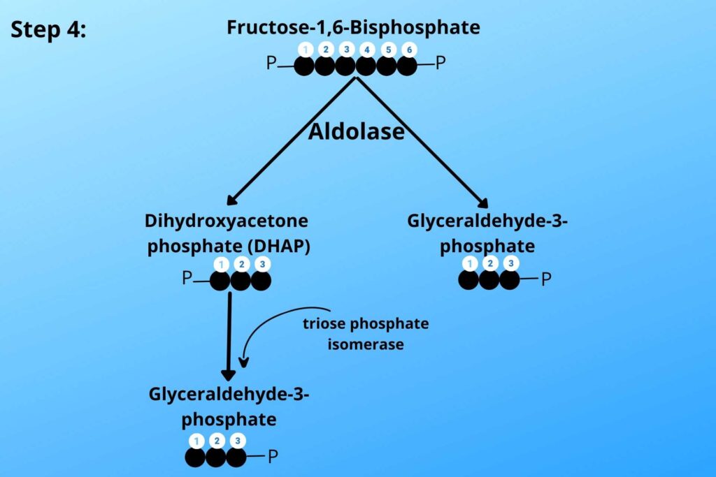 conversion-of-dihydroxyacetone-phosphate-DHAP-into-Glyceraldehyde-3-phosphate-by-triose-phosphate-isomerase