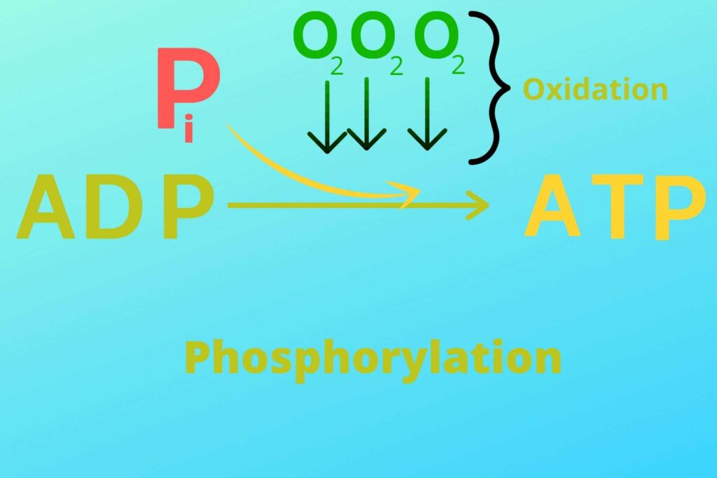 oxidation-and-phosphorylation