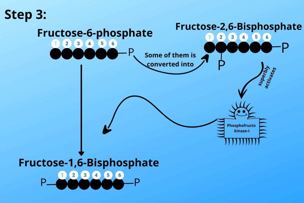conversion of Fructose 6 phosphate to Fructose 2,6 bisphosphate