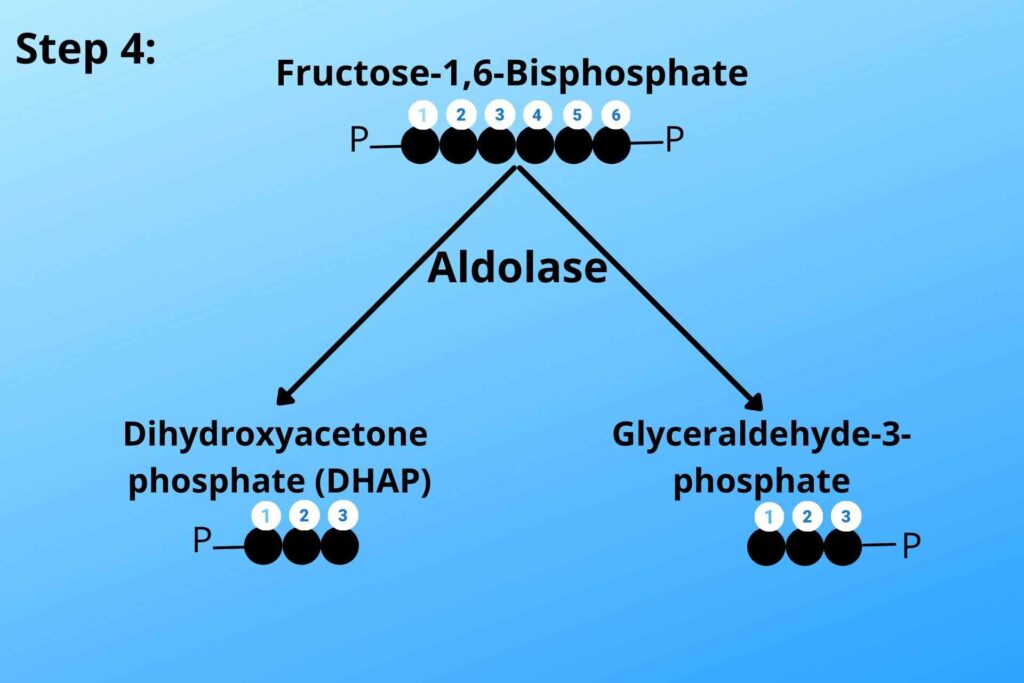 step 4 of glycolysis