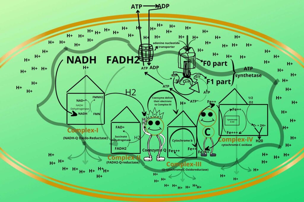31. transport-of-ADP-and-ATP-through-adenine-nucleotide-transporter