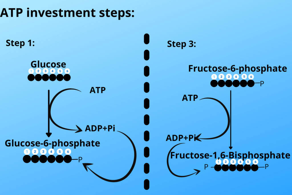 Energy/ATP investment phases of glycolysis