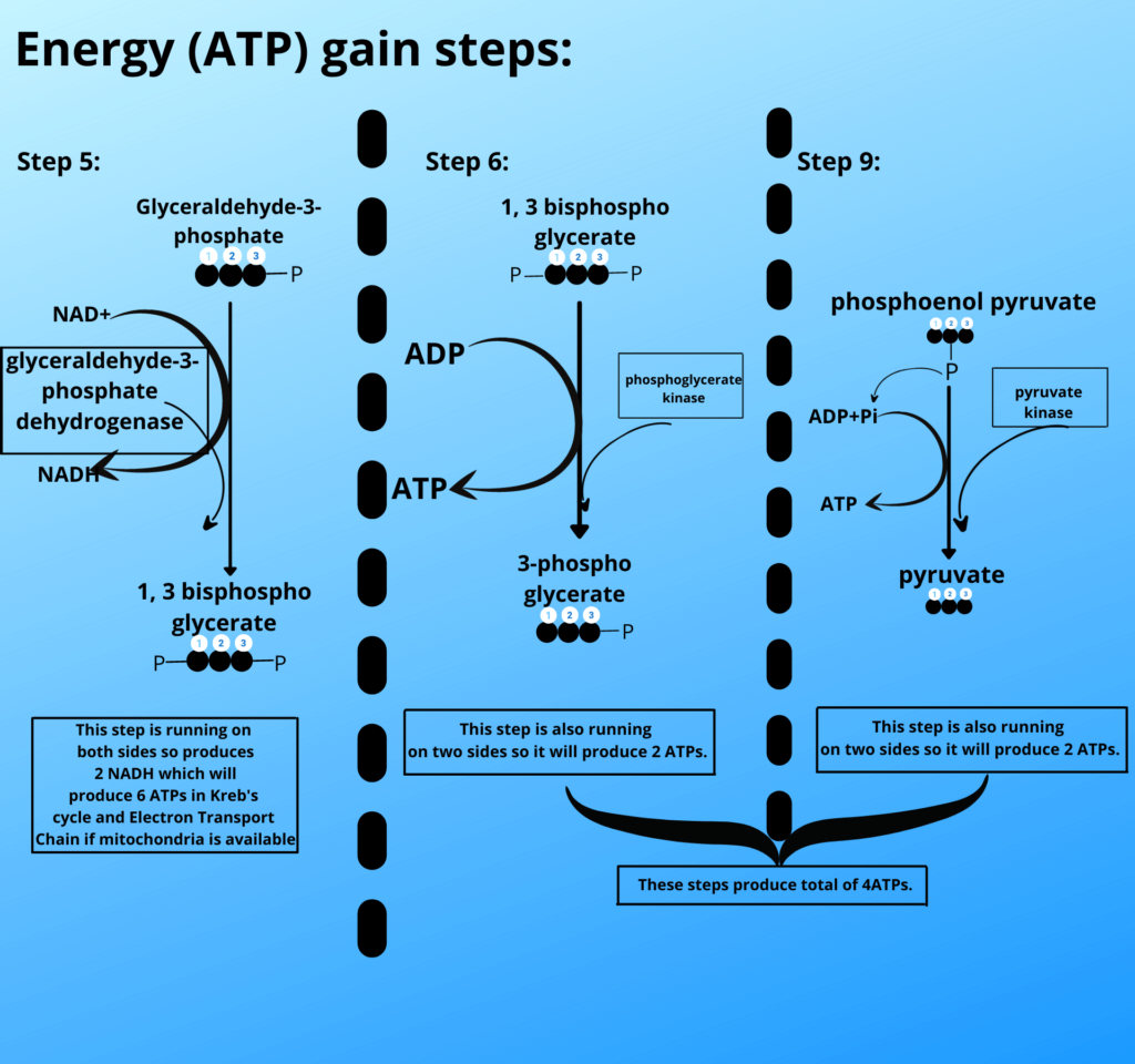 ATP gaining steps of glycolysis