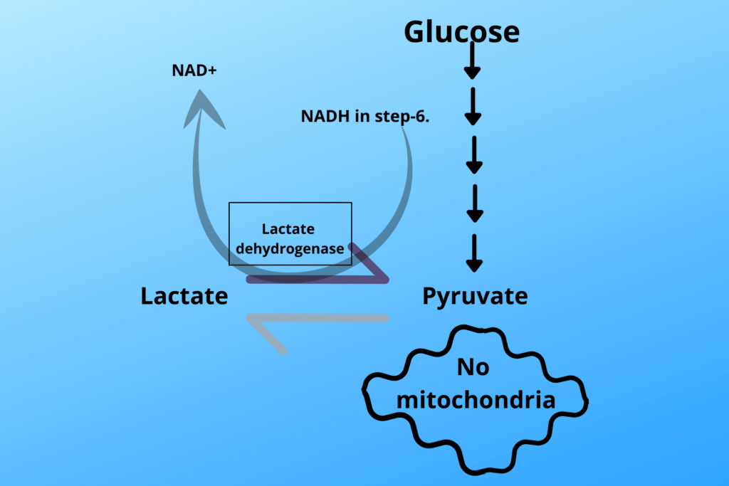 Lactate production in mitochondrial lack cells
