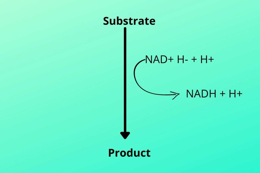  Hydrogen-bonding-with-NAD+-and-FAD+