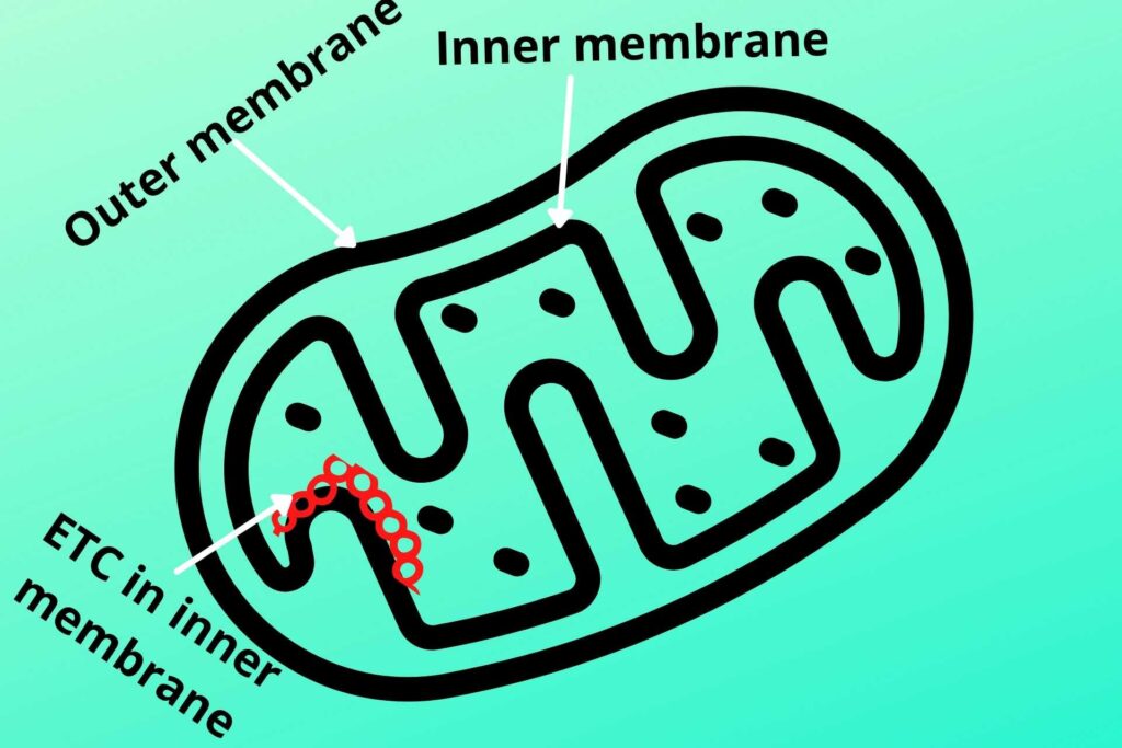 Electron-Transport-Chain-(ETC)-in-inner-membrane-of-mitochondria