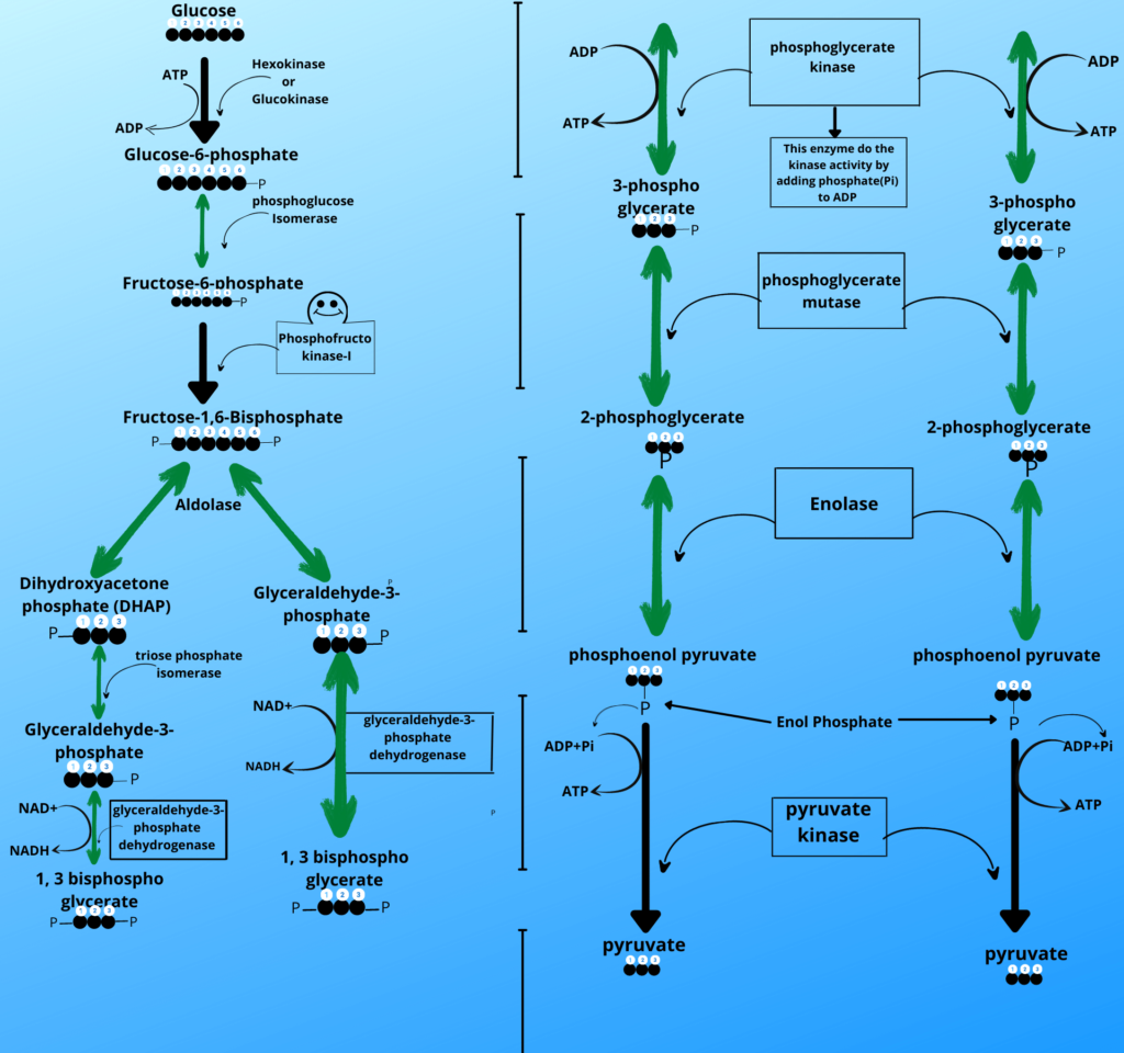 All steps of glycolysis