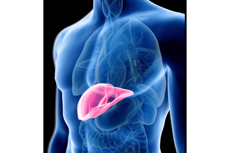 liver and glycogen