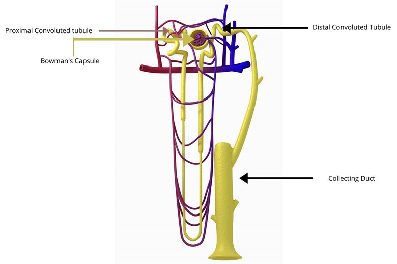 Proximal Convoluted tubule