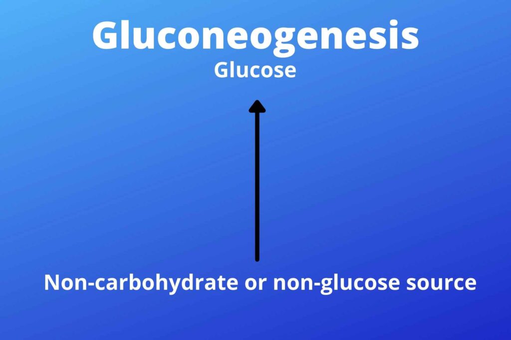 when gluconeogenesis occurs?