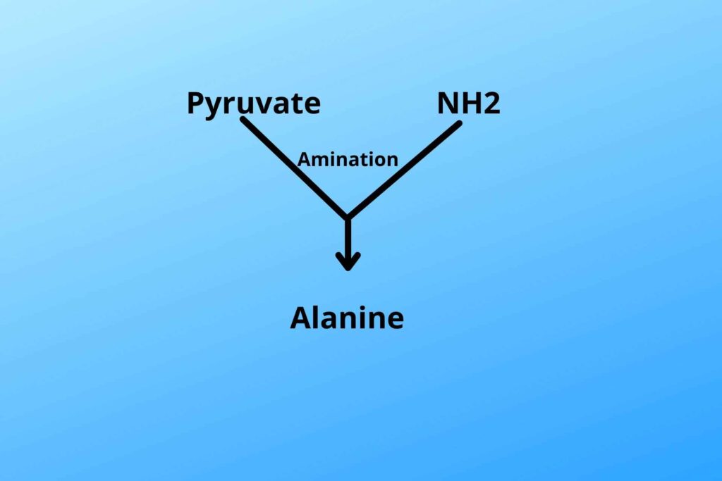 Alanine