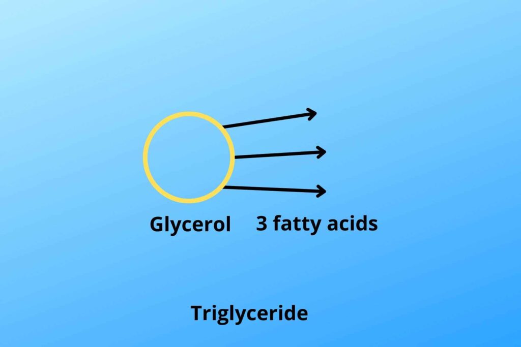 Triglyceride