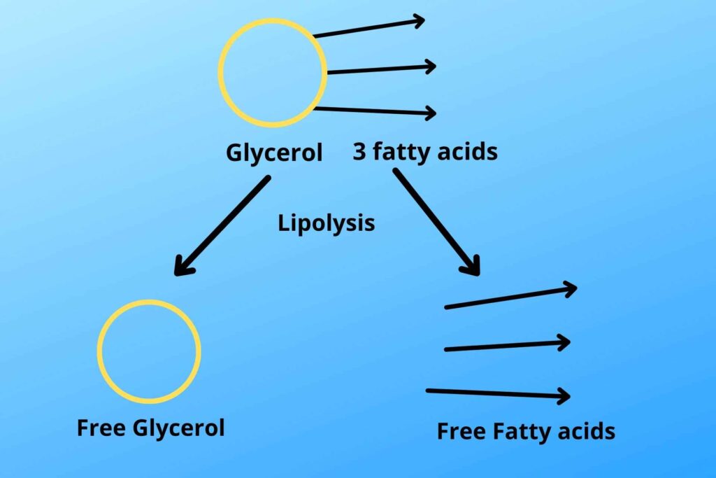 LIpolysis