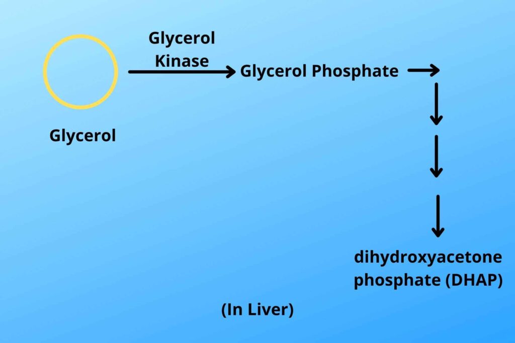 Formation of Dihydroxyacetone phosphate (DHAP) in liver