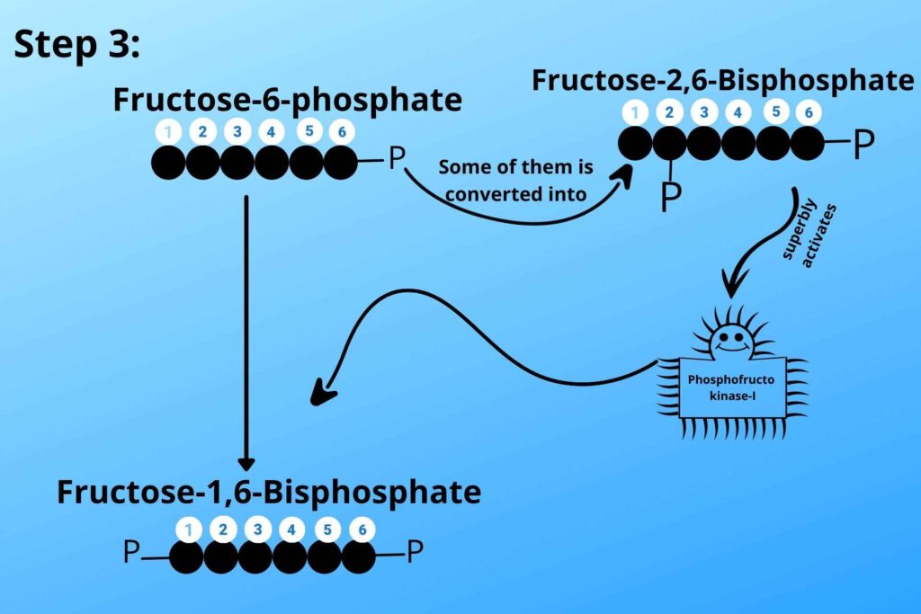 some of them is converted to Fructose 2, 6 bisphosphate which superbly activates Phosphofructo kinase-1 to convert Fructose-6-phosphate into Fructose2, 6 bisphosphate
