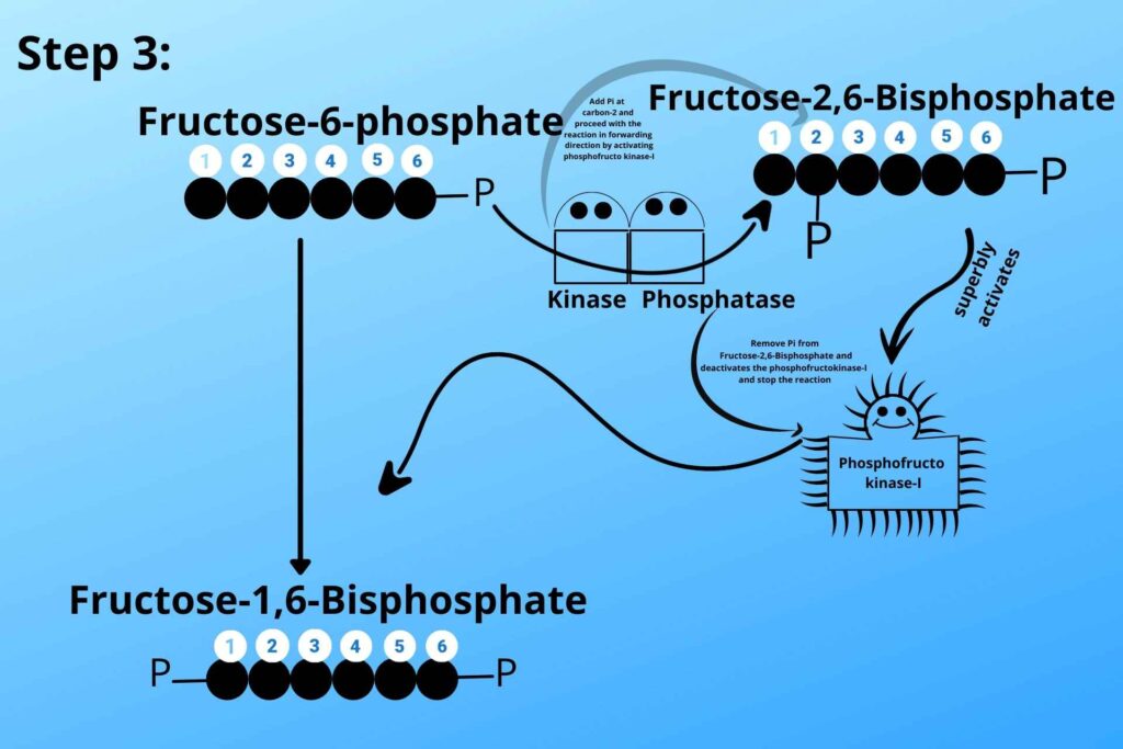 Phosphofructo kinase-II (hermaphrodite character enzyme)
