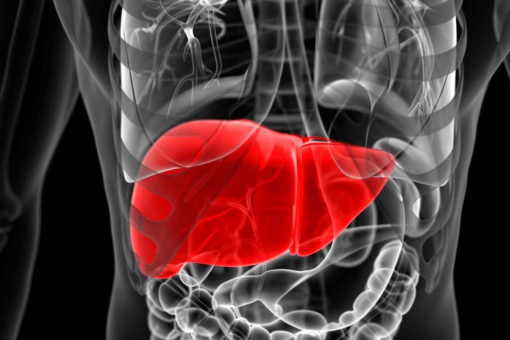 Liver, the storehouse of glucose