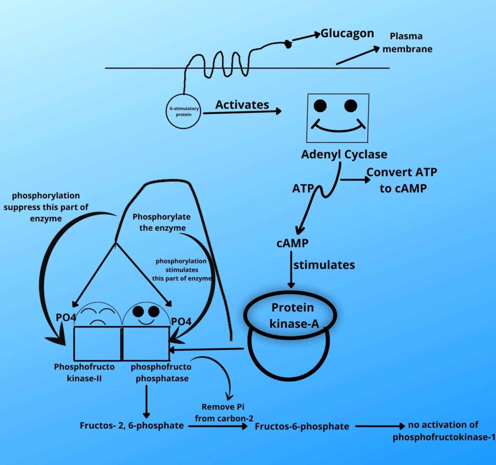 Phosphorylation of hermaphrodite enzyme