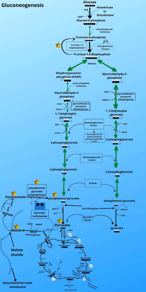 Reverse of Fructose 1, 6 bisphosphatase into Fructose