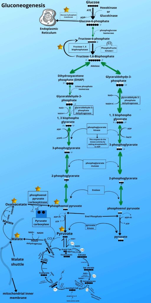 Transfer of Glucose-6-phosphate by Glucose-6-phosphate translocase