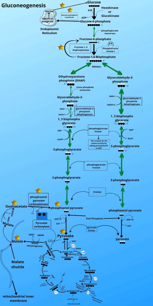 Reverse of Glucose-6-phosphate to glucose