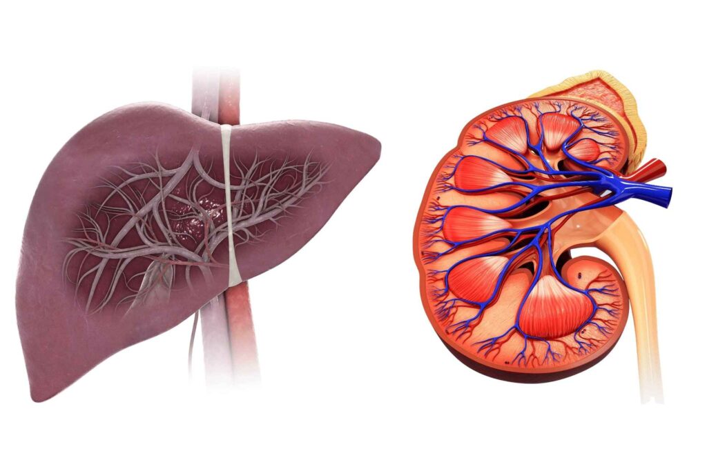 liver and kidney, organs of gluconeogenesis