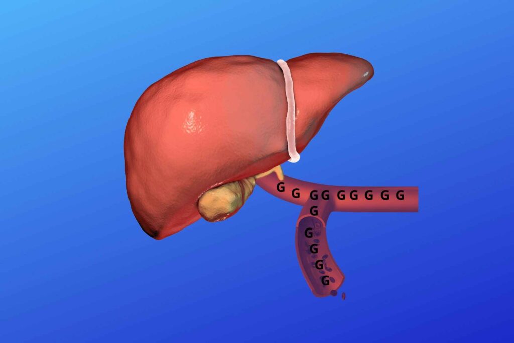 Glucose release by liver