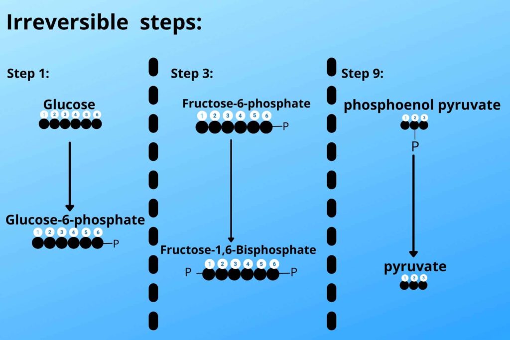irreversible steps of glycolysis