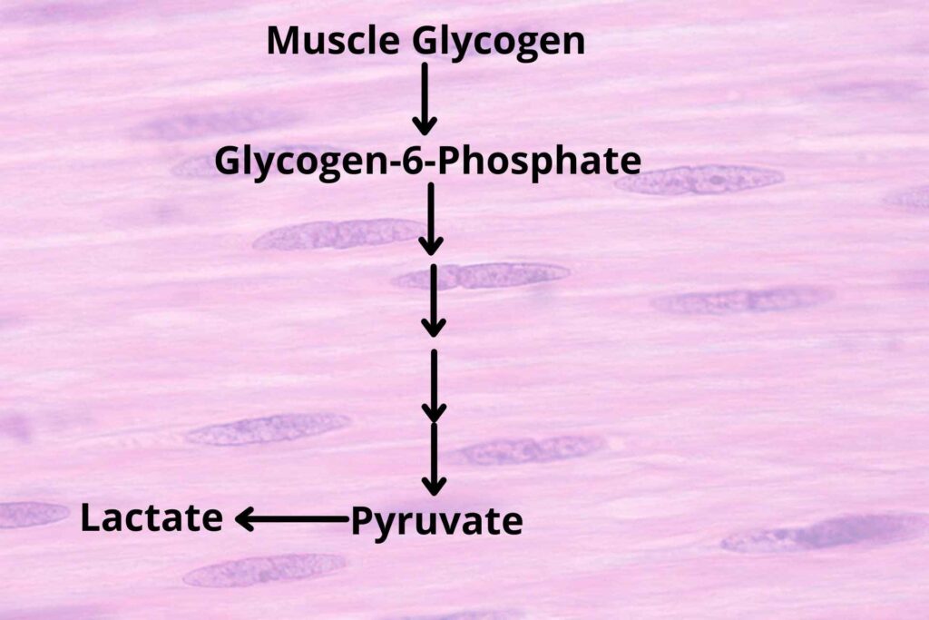 Muscle glycogen breakdown