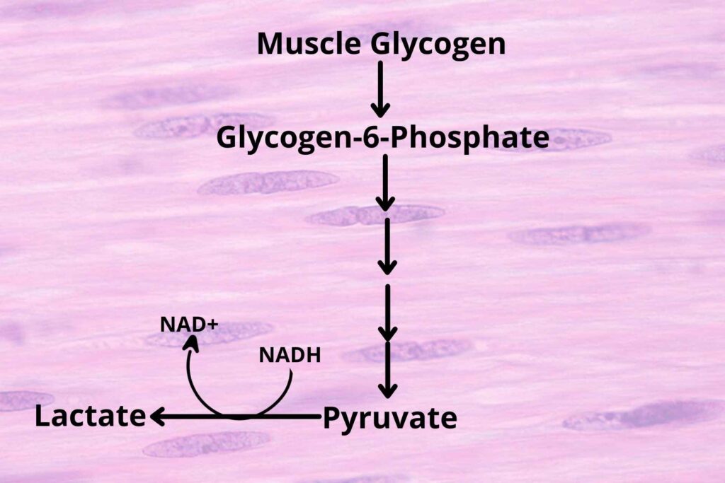 Pyruvate into lactate