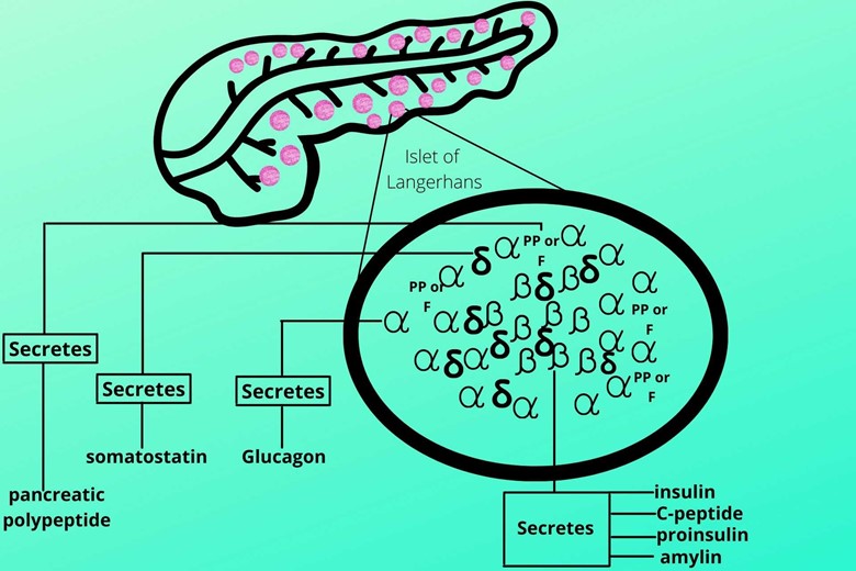 ,Insulin synthesis, secretion, and function PP or F cells of islet of langerhans secreting pancreatic polypeptide