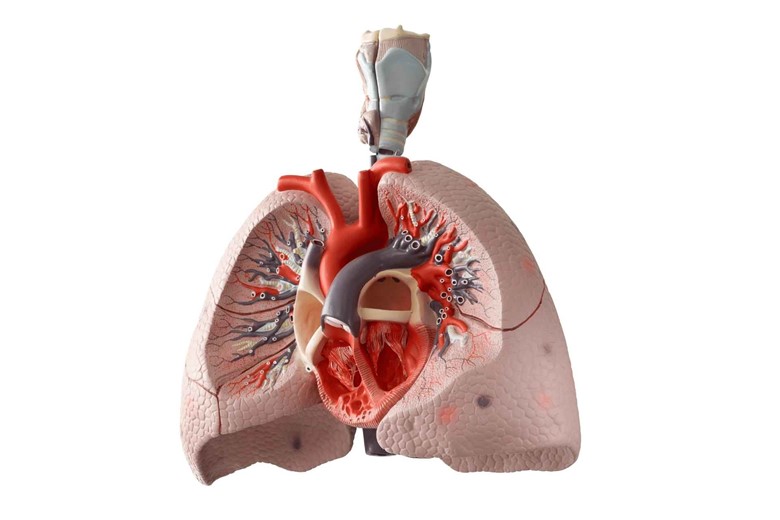 How does the respiratory system work with the circulatory system