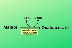 Malate-to-oxaloacetate