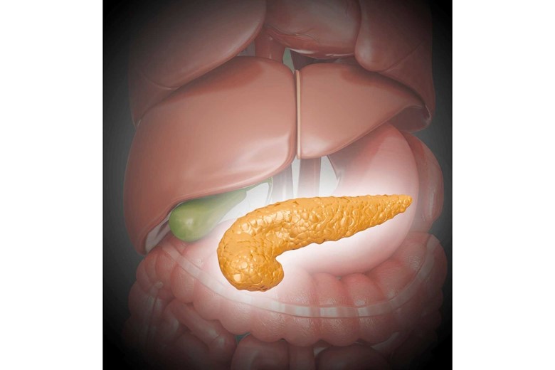 The role of the pancreas in digestion