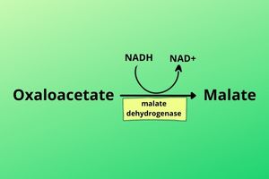 oxaloacetate-to-malate