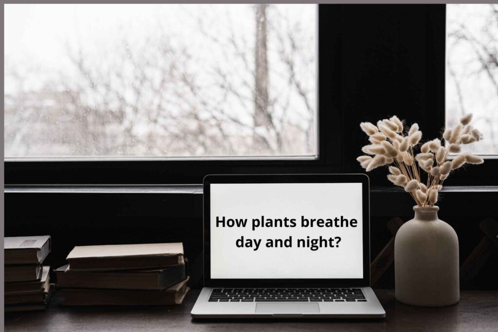 How do plants breath