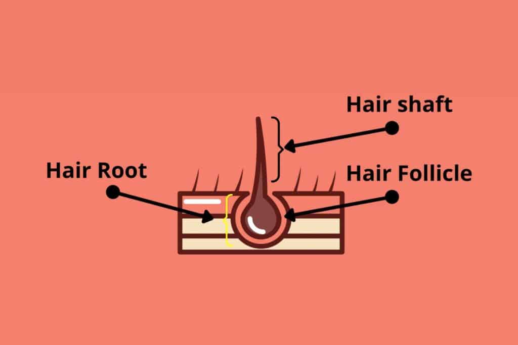 Hair with root, hair follicle and hair shaft, graphic art