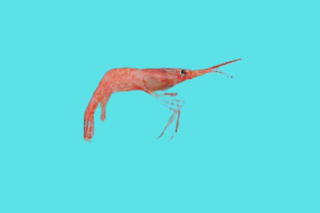 A caridean shrimp