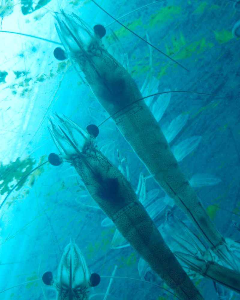 Shrimps in water, click from below