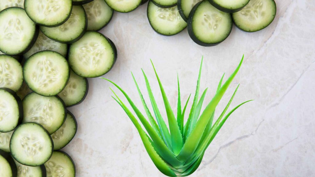 Cucumber slices with gel and aloe vera plant 