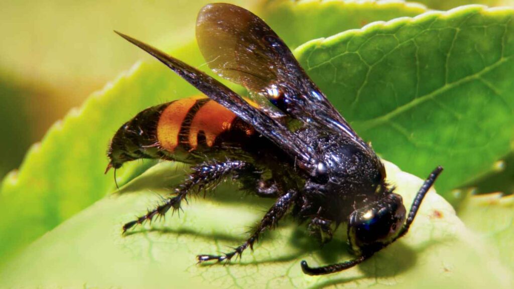 A hornet on green leaf