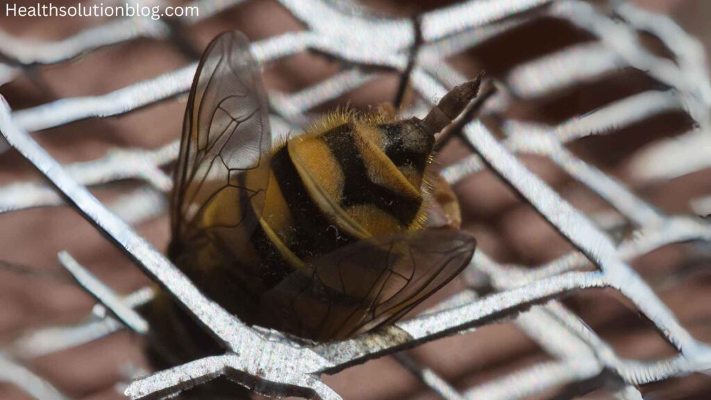 A bee in steel mesh with stinger outside