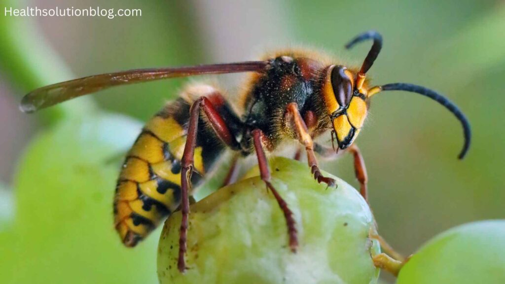 A wasp on grape